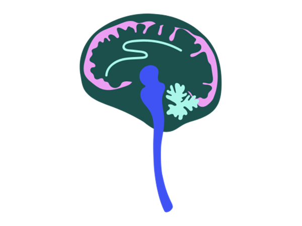 Diversity Inclusion Full Brain Stem 1 Sml